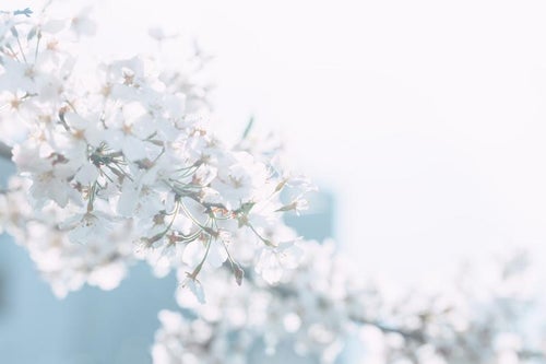 桜の花に光が降り注ぐの写真