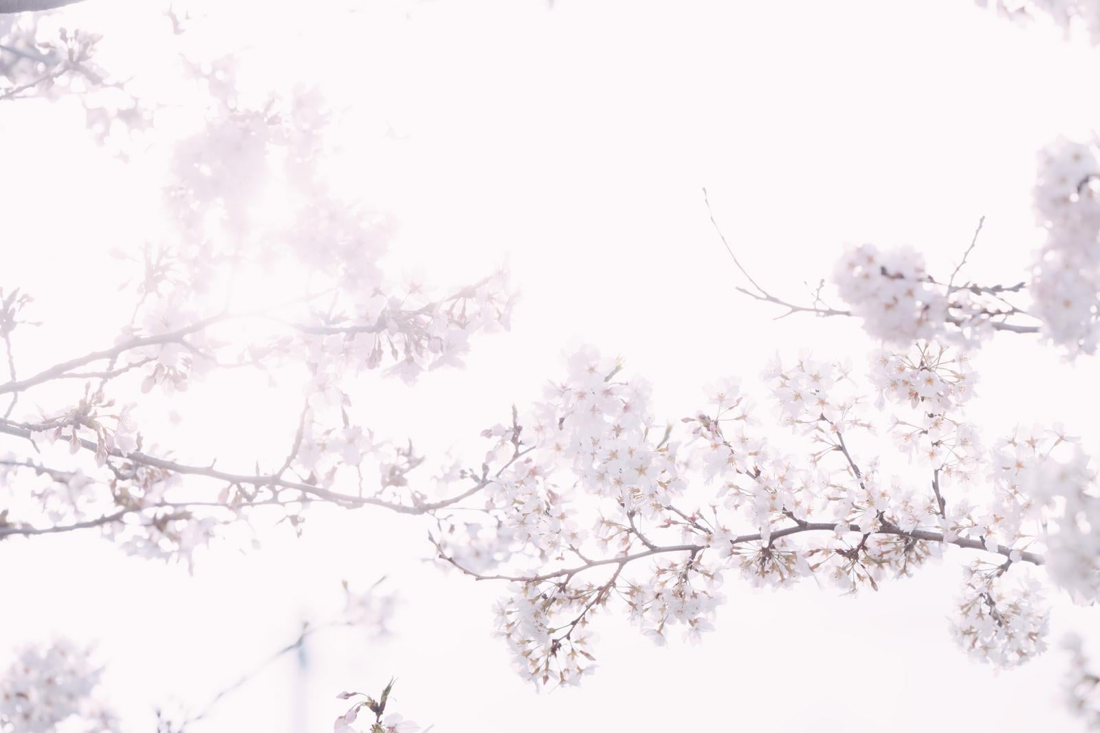 「光と桜」の写真