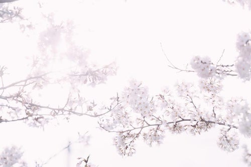 光と桜の写真
