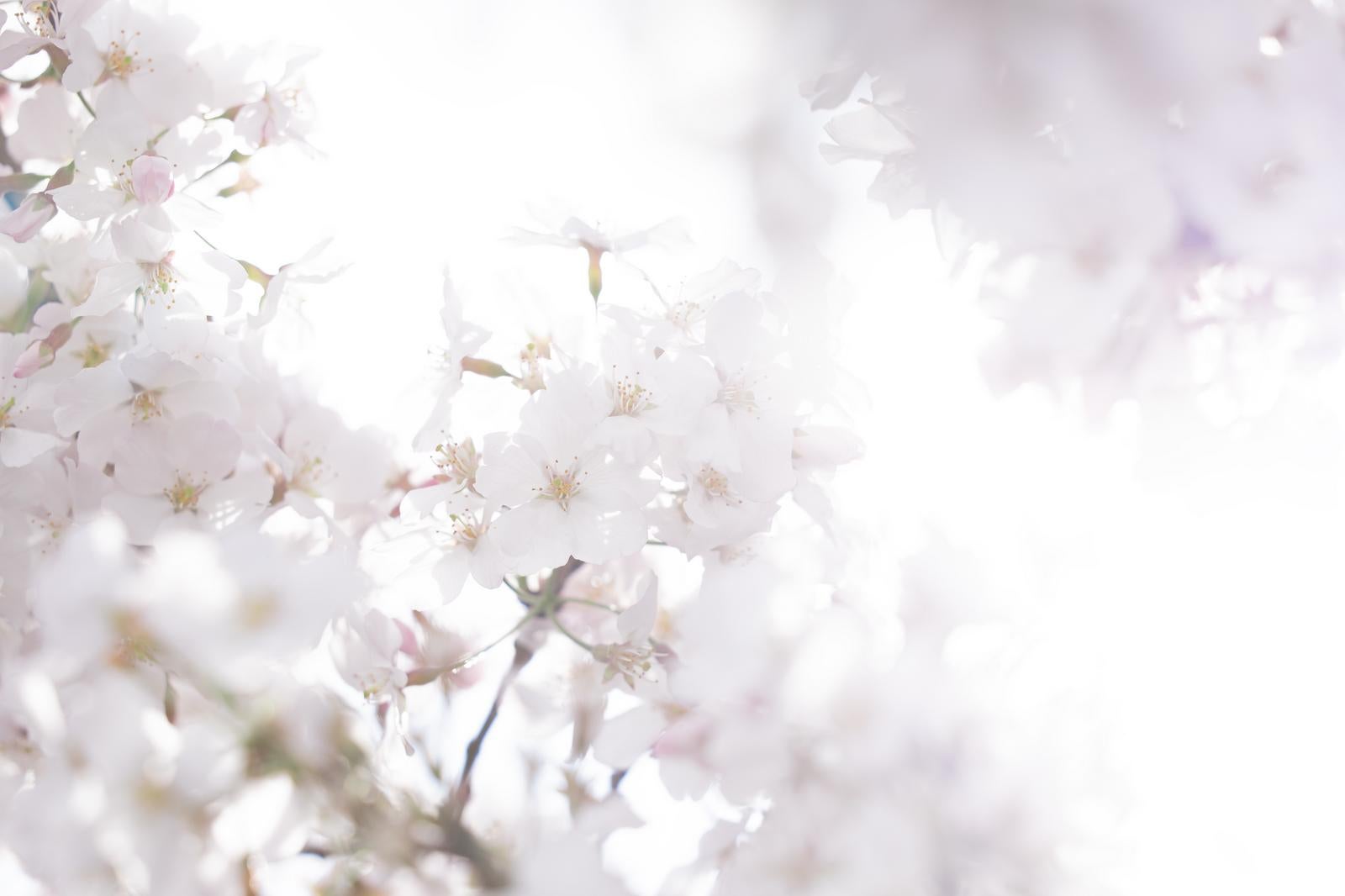「逆光と桜の花」の写真