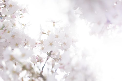 逆光と桜の花の写真