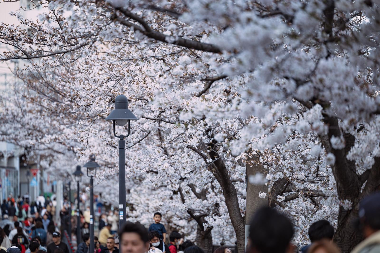 「大岡川の桜まつり」の写真