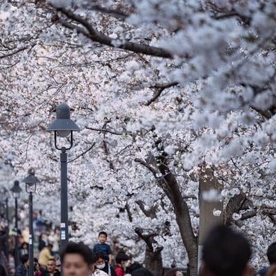 大岡川の桜まつりの写真