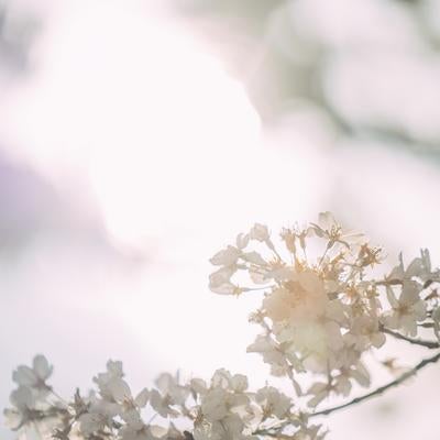 柔らかい光と桜の花の写真