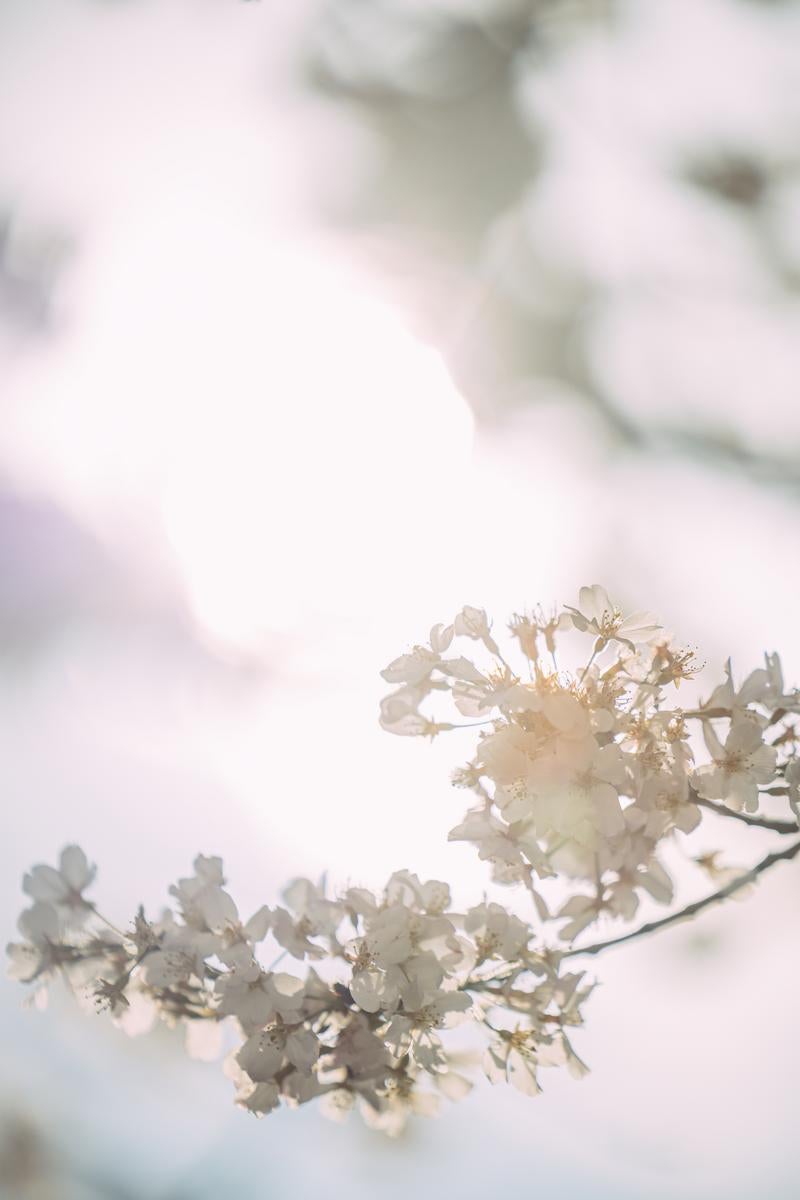 「柔らかい光と桜の花」の写真