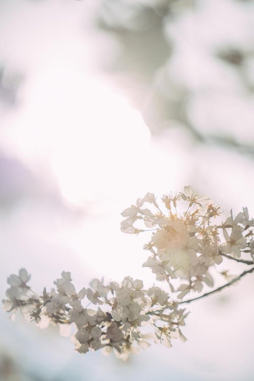 柔らかい光と桜の花の写真