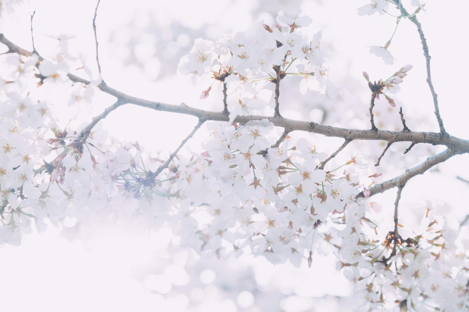 「花咲く桜を見上げる」の写真