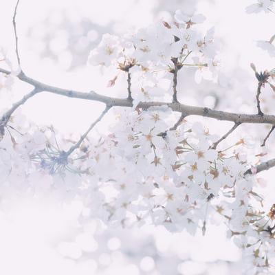 花咲く桜を見上げるの写真