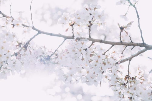 花咲く桜を見上げるの写真