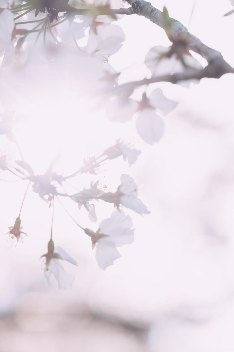 「桜の花と逆光」の写真