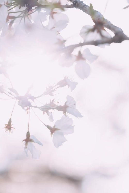 桜の花と逆光の写真