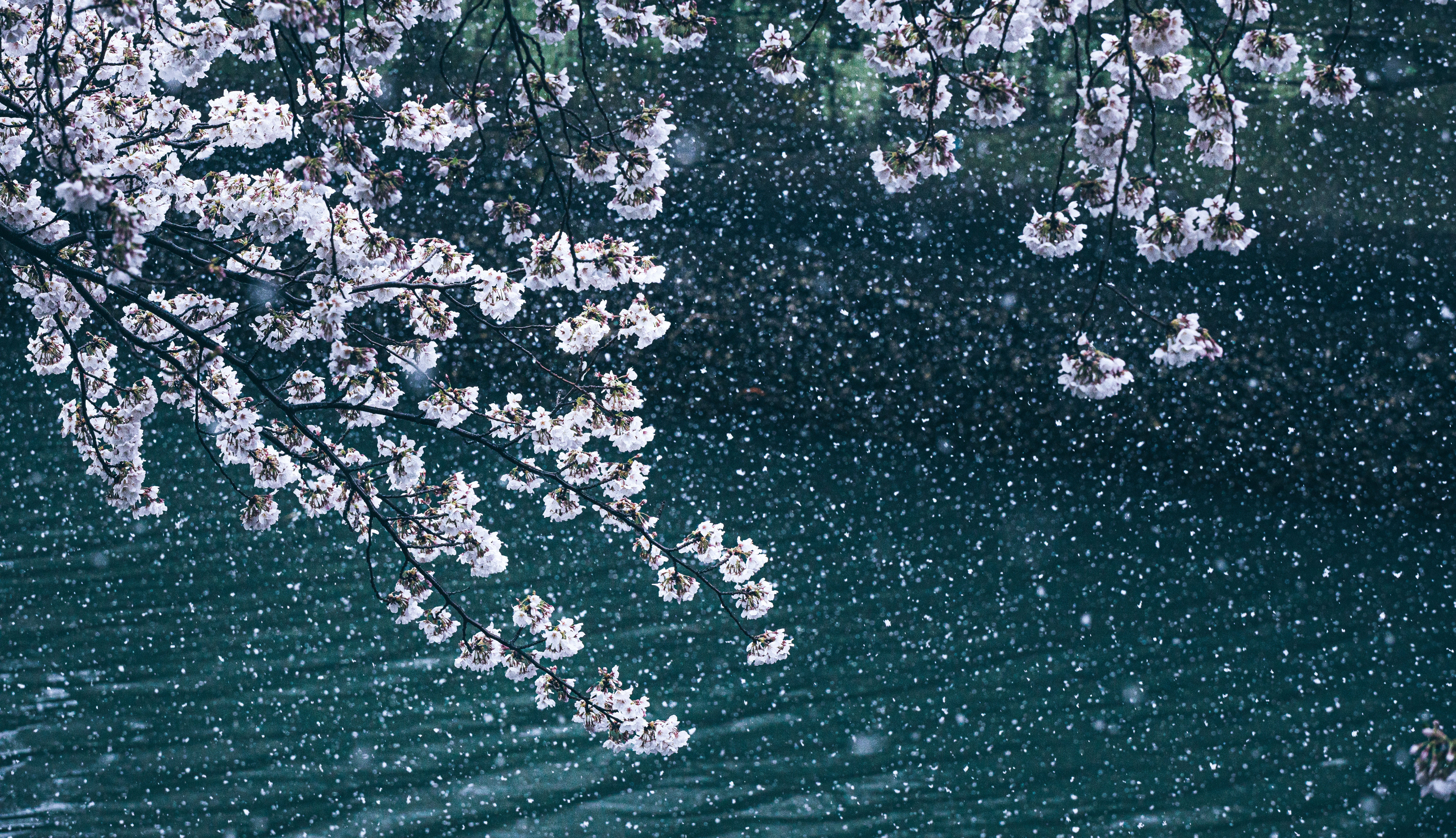 桜吹雪
