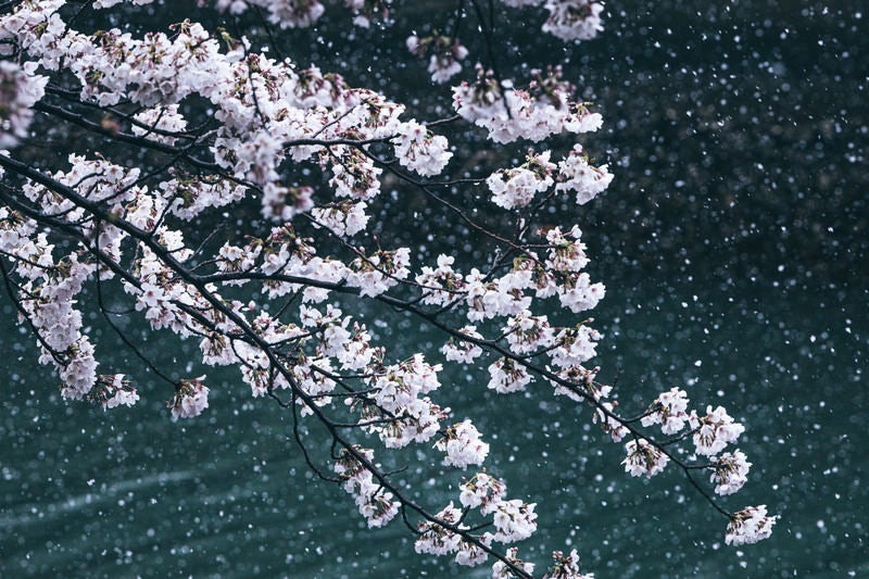 桜と降雪の様子の写真