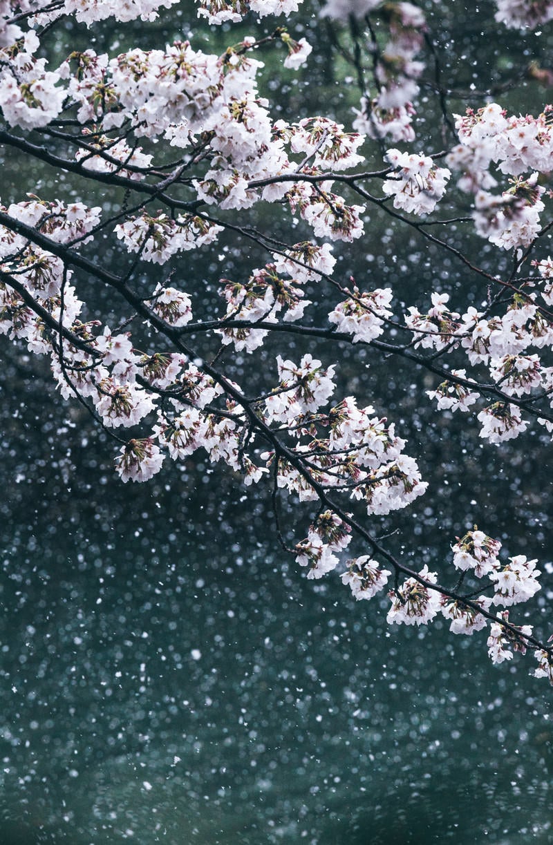 「雪桜と河川」の写真