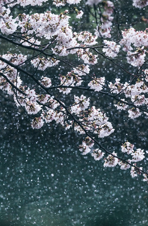 雪桜と河川の写真