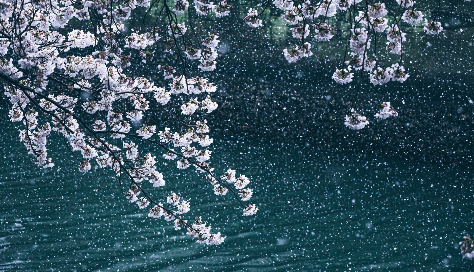 「満開に咲く桜と降雪が桜吹雪のよう」の写真