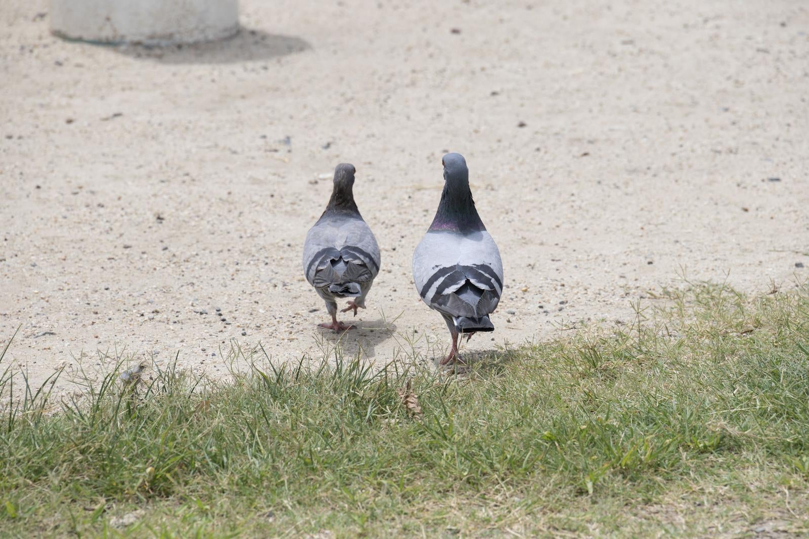 「ポッと出」の写真