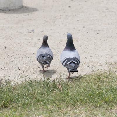 ポッと出の写真