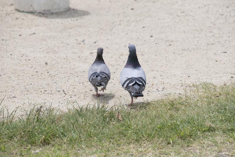 ポッと出の写真