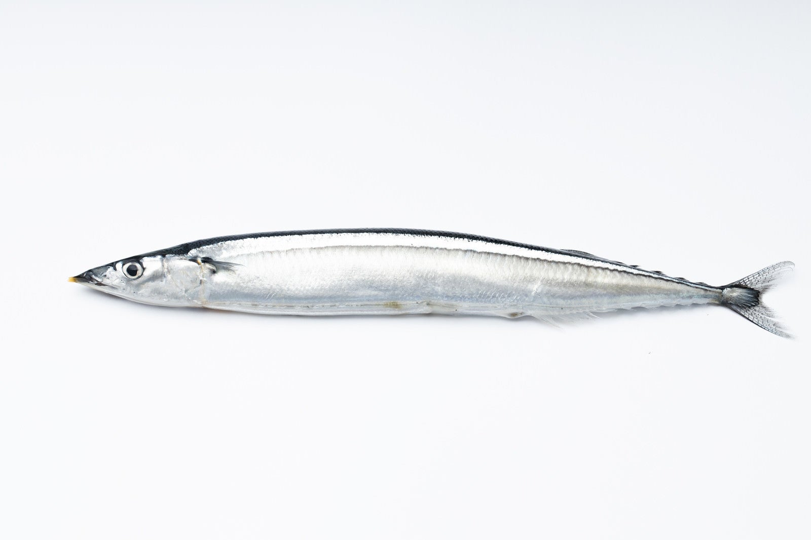 「秋刀魚」の写真
