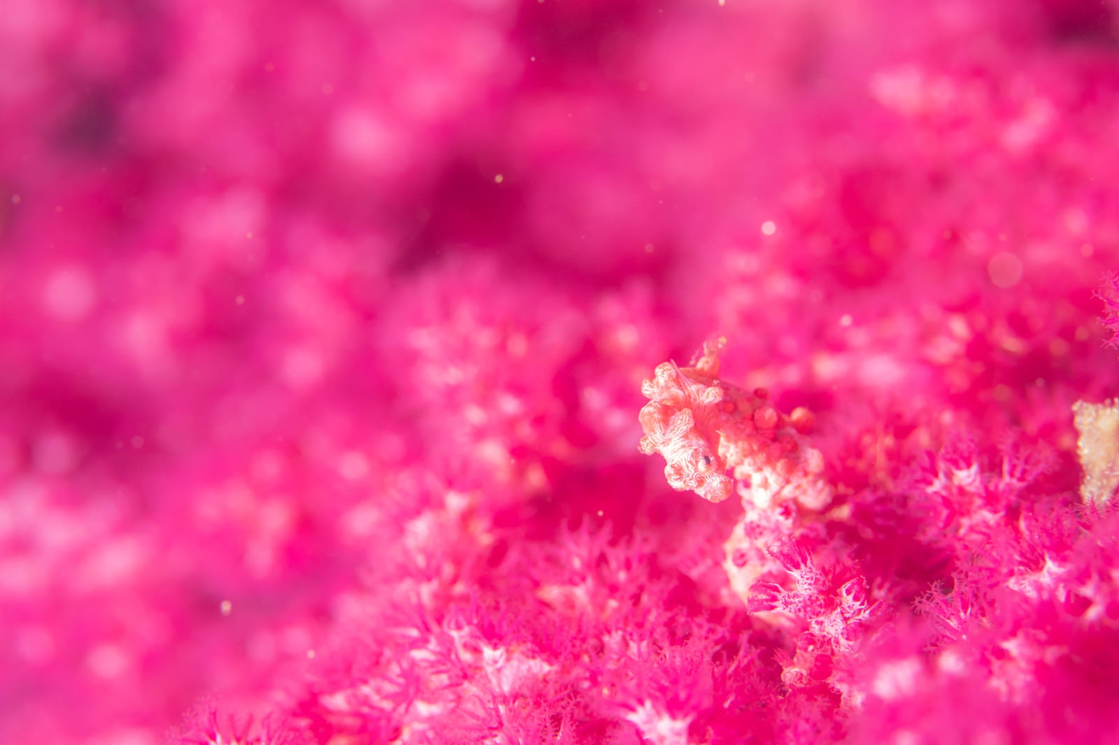 「珊瑚にまみれるピグミーシーホース」の写真