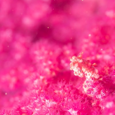 珊瑚にまみれるピグミーシーホースの写真