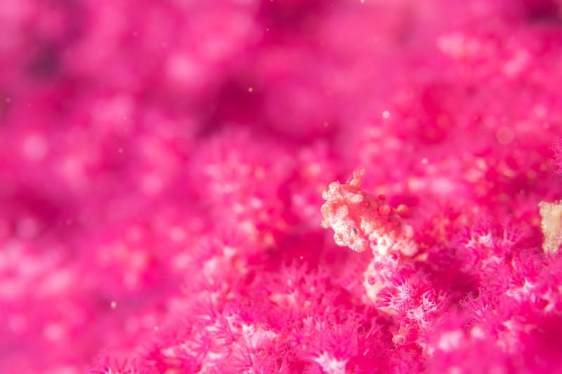 珊瑚にまみれるピグミーシーホースの写真