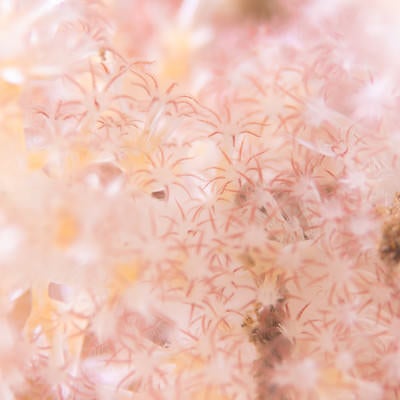 海中に咲くトゲトサカのポリプの写真