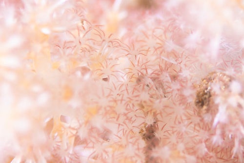 海中に咲くトゲトサカのポリプの写真