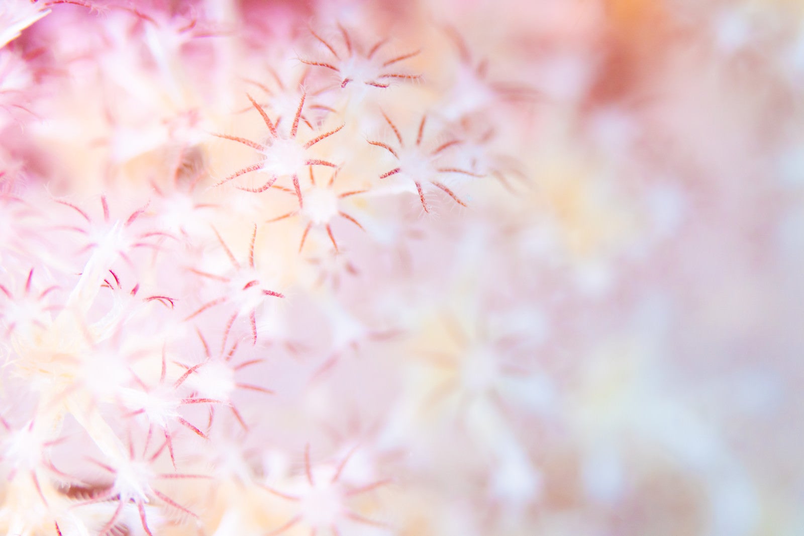 「花のようなトゲトサカのポリプ」の写真