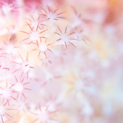 花のようなトゲトサカのポリプの写真