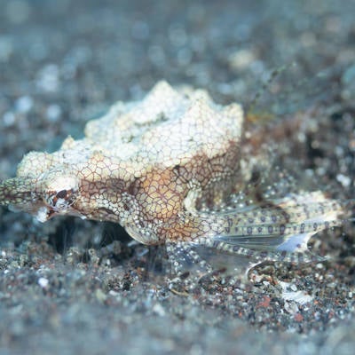 ウミテングという海水魚の写真