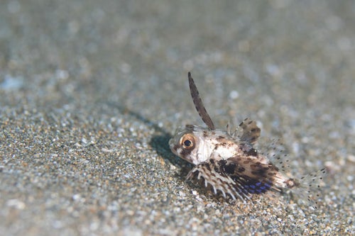 セミホウボウの幼魚（カサゴ目）の写真
