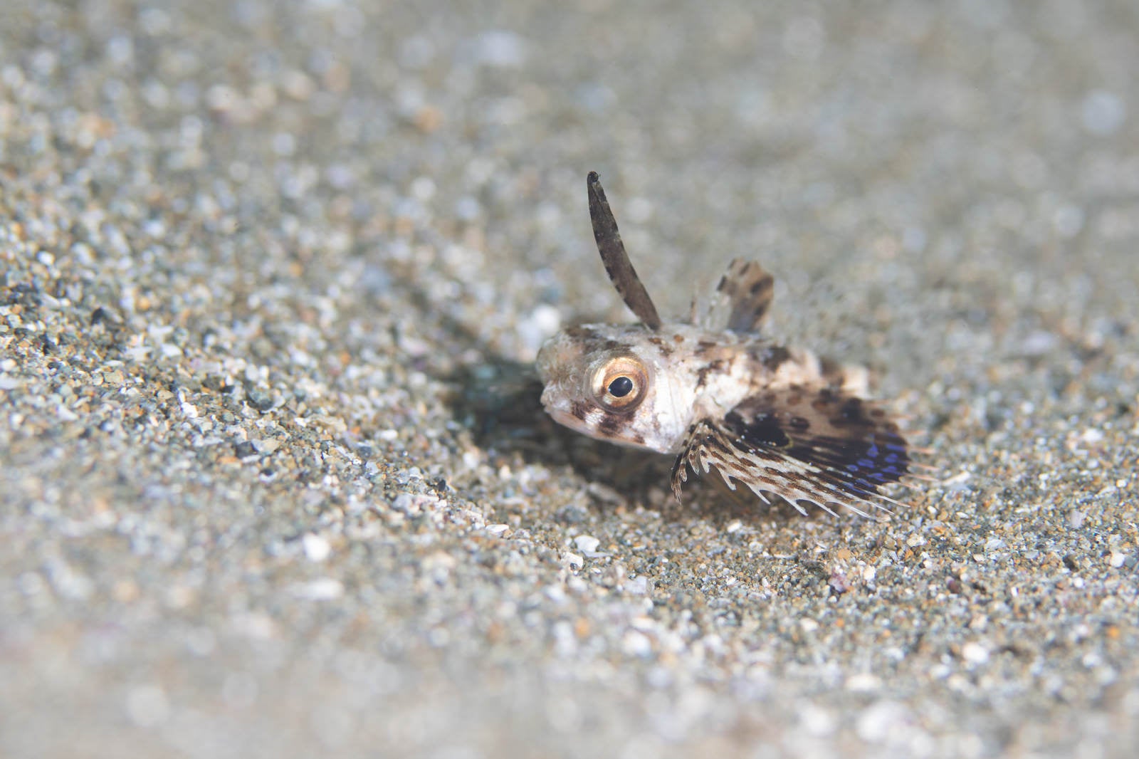 「海底に身を潜めるセミホウボウの幼魚（カサゴ目）」の写真
