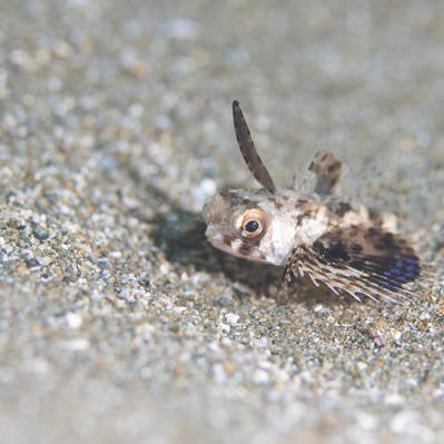 海底に身を潜めるセミホウボウの幼魚（カサゴ目）の写真