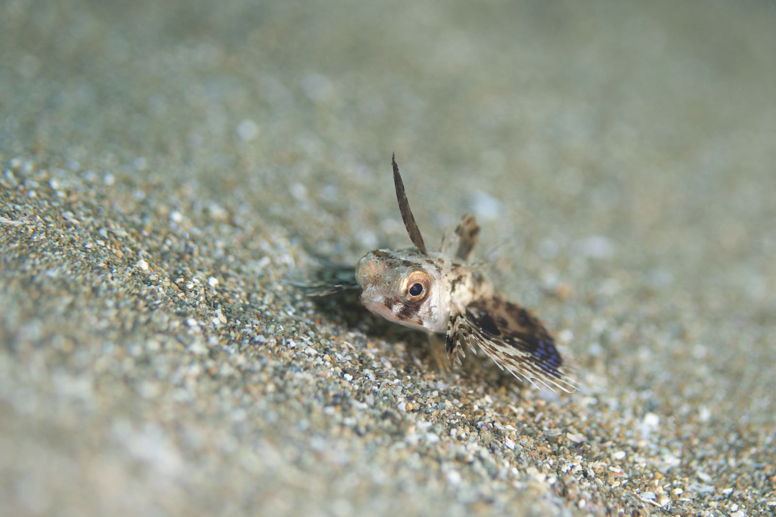「クリクリした目玉のセミホウボウの幼魚（カサゴ目）」の写真