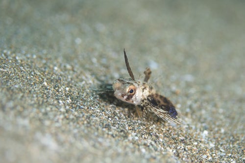 クリクリした目玉のセミホウボウの幼魚（カサゴ目）の写真