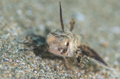 近づき過ぎたセミホウボウの稚魚（カサゴ目）の写真