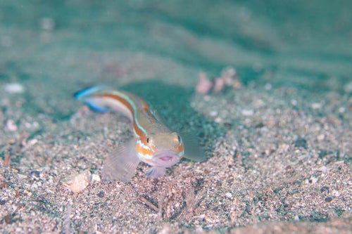 海底で様子を窺うニシキハゼ（ハゼ科）の写真