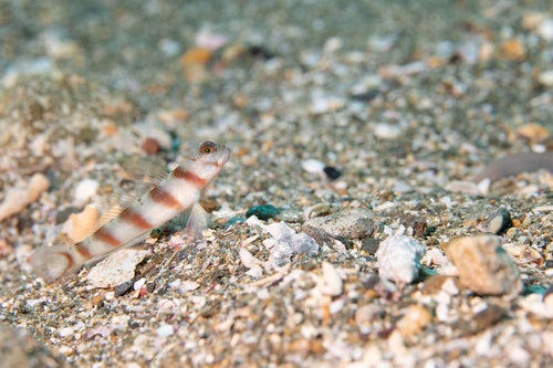 砂利に紛れるハチマキダテハゼ（ハゼ科）の写真