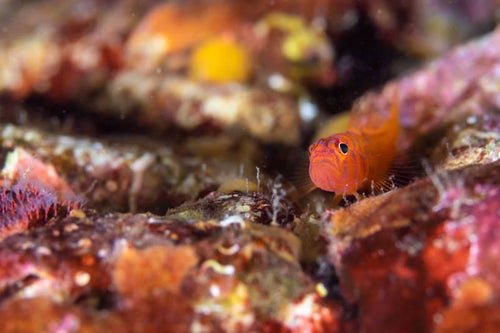 海底に潜むオキナワベニハゼ（ハゼ科）の写真
