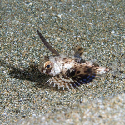 遊離棘を持つセミホウボウ（幼魚）の写真