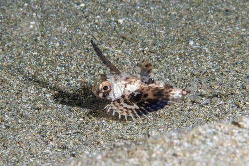 遊離棘を持つセミホウボウ（幼魚）の写真