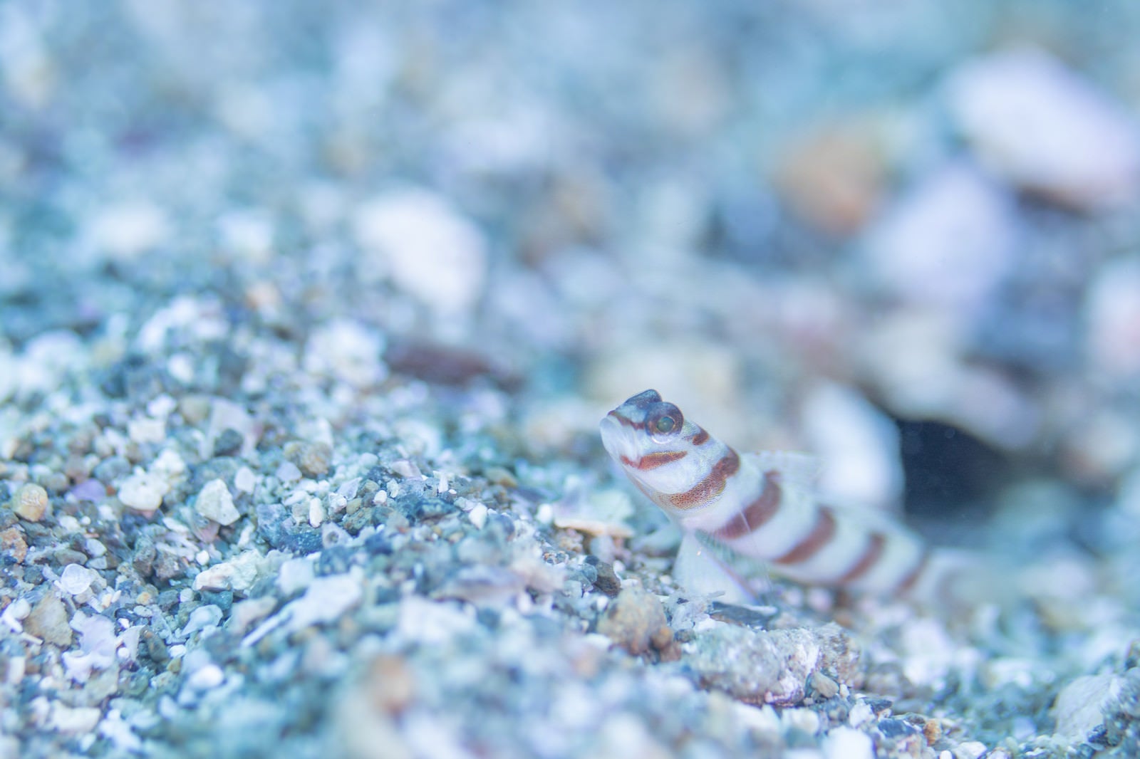 「海底の砂利に潜むハチマキダテハゼ（ハゼ科）」の写真