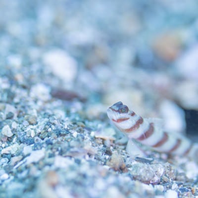 海底の砂利に潜むハチマキダテハゼ（ハゼ科）の写真