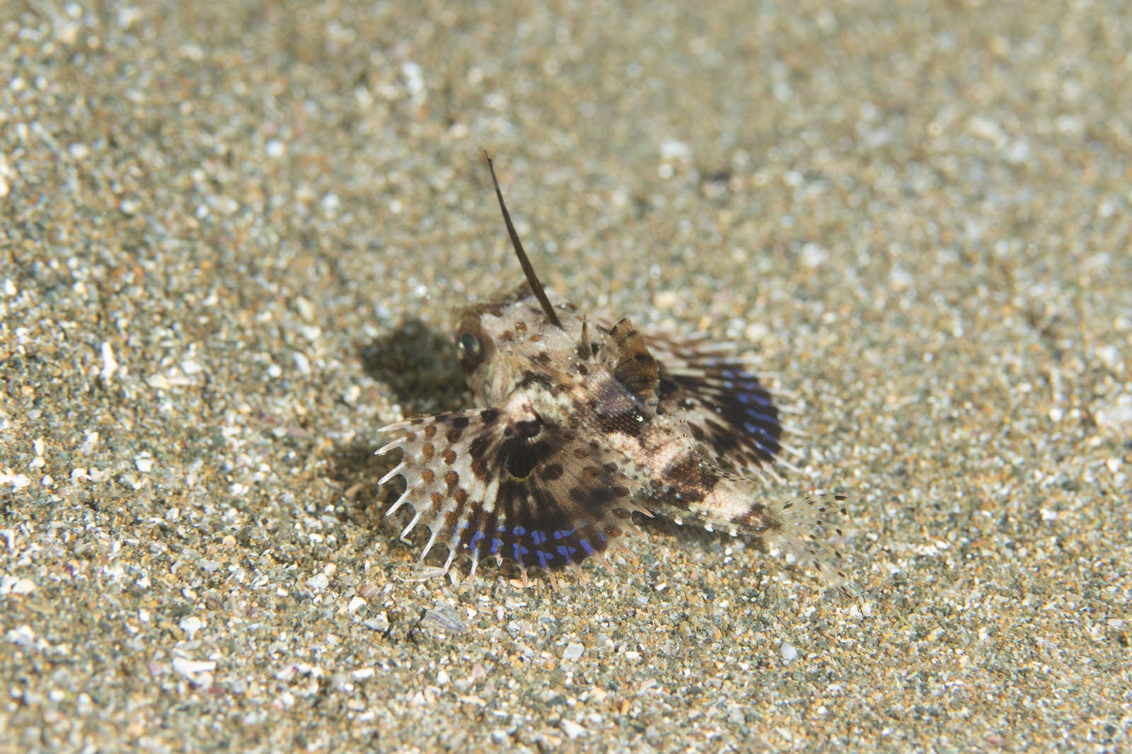 「砂地を逃げるセミホウボウの稚魚（カサゴ目）」の写真