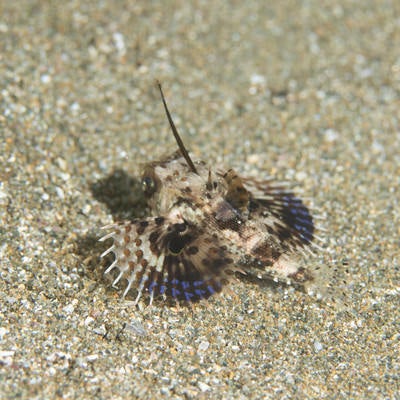 砂地を逃げるセミホウボウの稚魚（カサゴ目）の写真