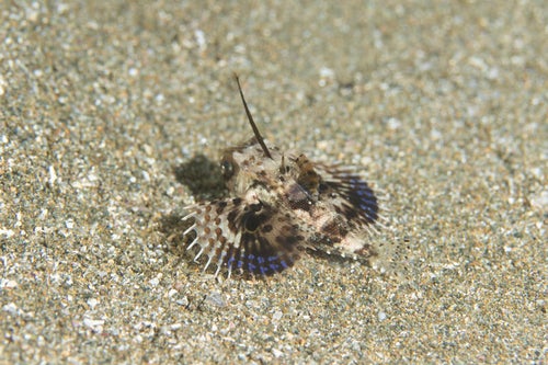 砂地を逃げるセミホウボウの稚魚（カサゴ目）の写真