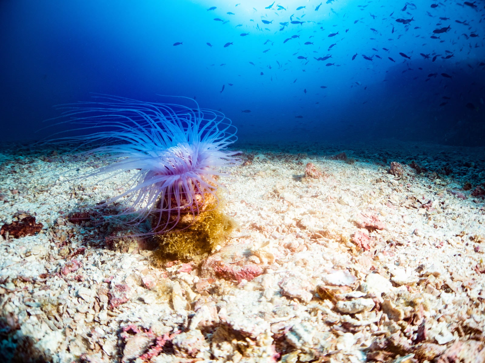 「海底に佇むイソギンチャク」の写真