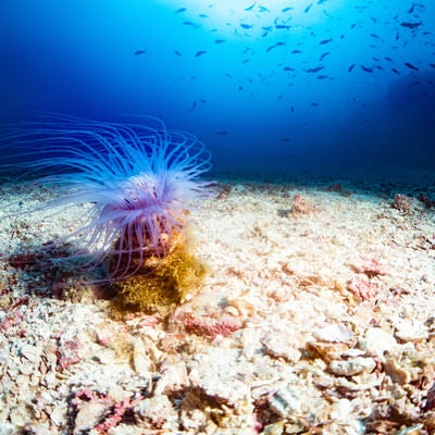 海底に佇むイソギンチャクの写真